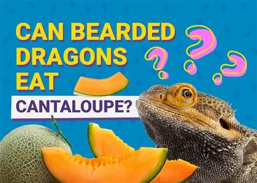 Maaari Bang Kumain ng Cantaloupe ang mga Bearded Dragons? Mga Katotohanan & FAQ
