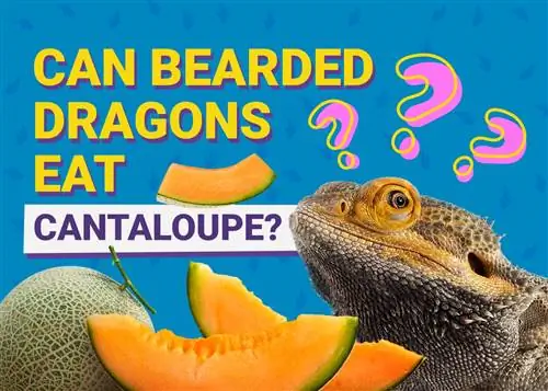 Bolehkah Naga Berjanggut Makan Cantaloupe? Fakta & Soalan Lazim