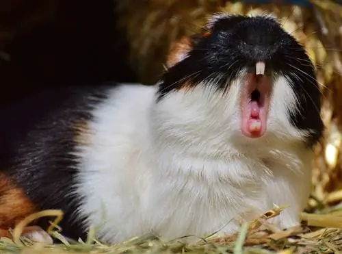 Mengapa Babi Guinea Mencicit? 9 Sebab Kelakuan Ini