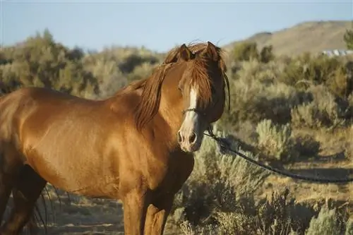 10 بهترین نژاد اسب برای صاحبان اولین بار & سواران (همراه با تصاویر)
