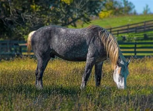 Percheron Horse: Faktat, kuvat, käyttäytyminen & Hoitoopas