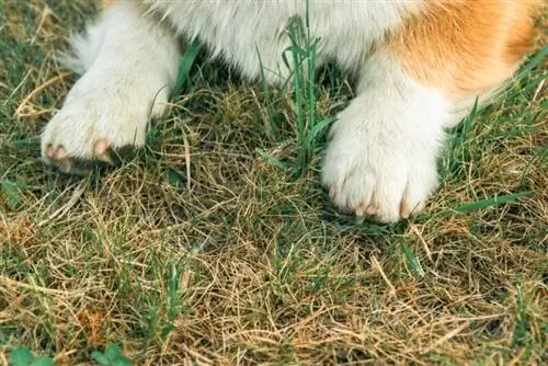 Bir Corgi'nin Çiy Pençeleri Var mı? Gerçekler & SSS