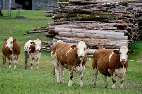 ছবি