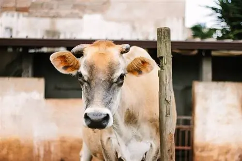 Les vaches font-elles de bons animaux de compagnie ? Tout ce que tu as besoin de savoir