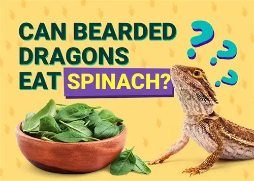 Ar barzdotieji drakonai gali valgyti špinatus? Faktai & DUK
