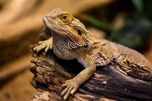 Bearded Dragon Impaction: Signs, Causes, & Treatment