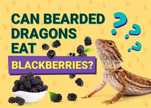 Maaari Bang Kumain ng Blackberry ang mga Bearded Dragons? Mga Katotohanan sa Nutrisyonal & FAQ