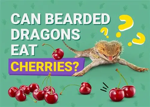 Mogu li bradati zmajevi jesti trešnje? Potencijalni nedostaci