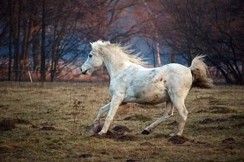 Պատկեր