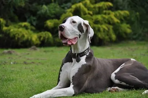 10 lenyűgöző német dog tény: származás, megjelenés & Tovább