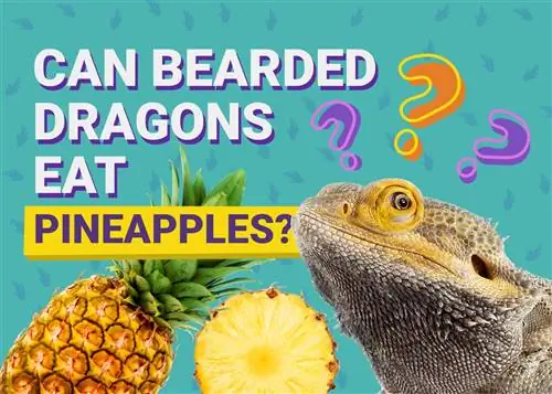 Kan skjeggete drager spise ananas? Fakta & FAQ