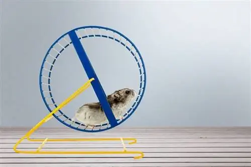 Hoekom hardloop hamsters op wiele? 2 Potensiële redes