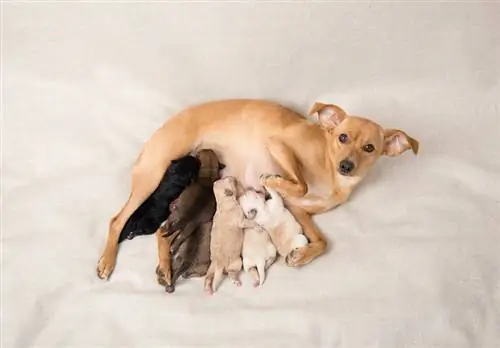 Puppy's van hun moeder afhelpen: door een dierenarts goedgekeurde stapsgewijze handleiding
