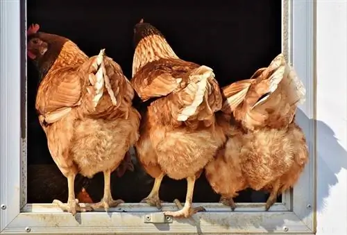 Farter kyllinger? Årsaker & Betraktninger