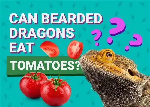Els dracs barbuts poden menjar tomàquets? Riscos potencials & Beneficis nutricionals