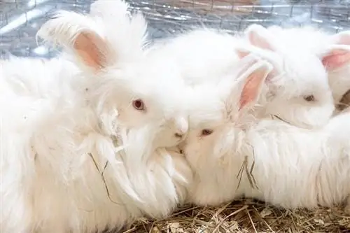 خرگوش آنگورای فرانسوی: حقایق، طول عمر، صفات & مراقبت (همراه با تصاویر)