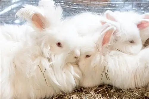 French Angora Rabbit: Mga Katotohanan, Tagal ng Buhay, Mga Katangian & Pag-aalaga (may mga Larawan)