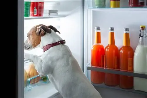 Ali je treba konzervirano hrano za pse hraniti v hladilniku? Pogosta vprašanja, ki jih odobri veterinar