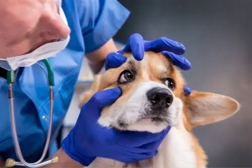 Ασφάλιση κατοικίδιων ζώων & Χειρουργική καταρράκτη: Γεγονότα, Κάλυψη, Κόστος & Συχνές ερωτήσεις