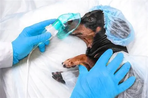 Ar naminių gyvūnėlių draudimas apima chirurgiją? Standartinės politikos & DUK