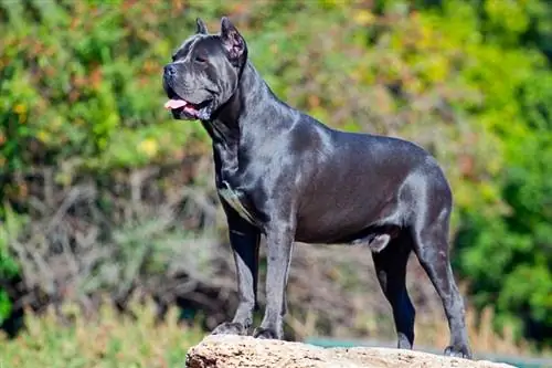 18 osnovnih Cane Corso potrepština za početak (ažuriranje 2023.)