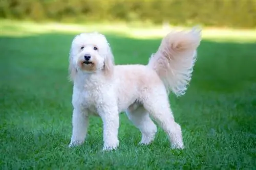 Goldendoodles được lai tạo để làm gì? Nguồn gốc & Lịch sử