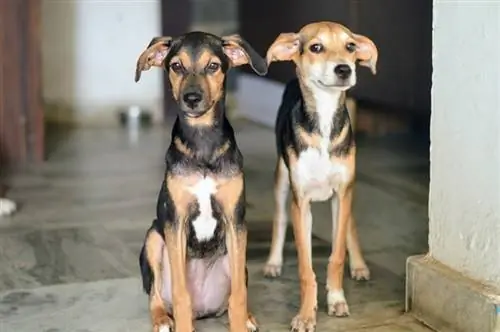 Indian Pariah Dog: zdjęcia, przewodnik, informacje, & Opieka