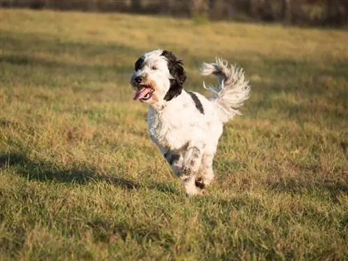 Hur snabbt kan Labradoodles springa? Fakta & FAQ