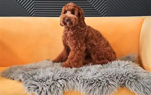 Bilakah Labradoodle Saya Akan Menjadi Panas? Fakta Disemak Doktor & Soalan Lazim