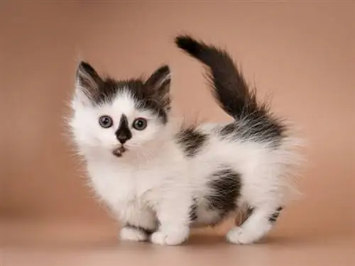 Desarrollo de gatitos en las primeras semanas & meses (aprobado por veterinarios)