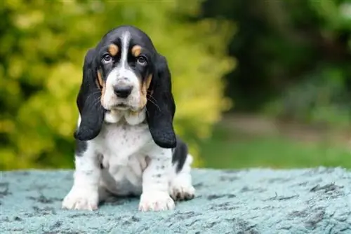 Zal een Basset Hound goed zijn met mijn kinderen? Feiten & Veelgestelde vragen