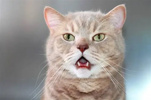 Brzina disanja mačke: koliko brzo treba da bude? Činjenice odobrene od strane veterinara & FAQ