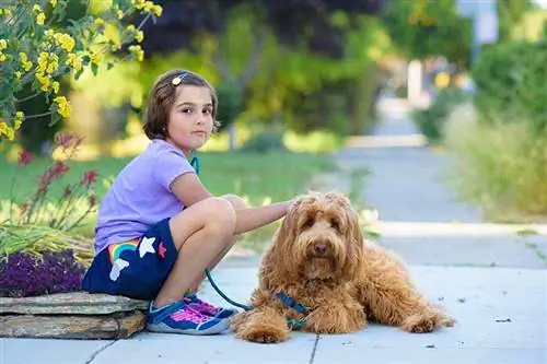 Vil en Labradoodle klare sig med mine børn? Race socialisering & Sikkerhedstips