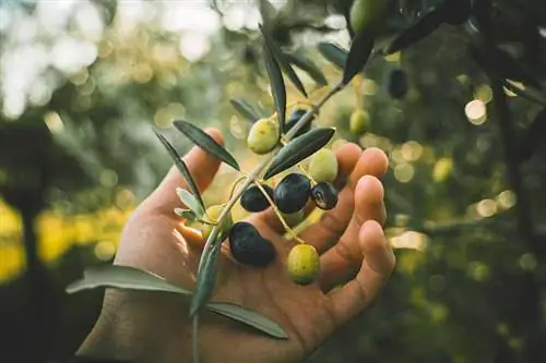 Vai suņi var ēst olīvas? Veterinārārstu apstiprināti uztura fakti un FAQ