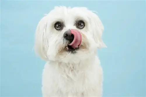 Mengapa Anjing Makan Najis Arnab? 11 Sebab Kemungkinan