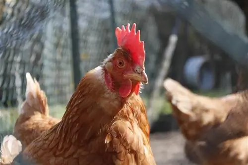 20 DIY Chicken Run -suunnitelmaa, jotka voit tehdä tänään (kuvien kera)