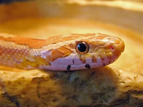 Cik bieži kukurūzas čūskas kūts & Cik ilgs laiks nepieciešams: veterinārārsta pārskatīta zinātne & Informācija