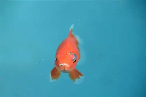 Pesce rosso comune: guida alla cura, varietà, durata della vita & Altro (con immagini)