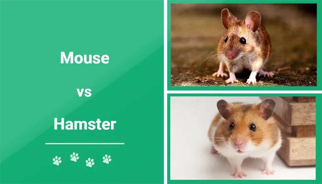 Hamster vs. Tikus: Hewan Piaraan Mana yang Harus Anda Dapatkan? (Dengan Gambar)