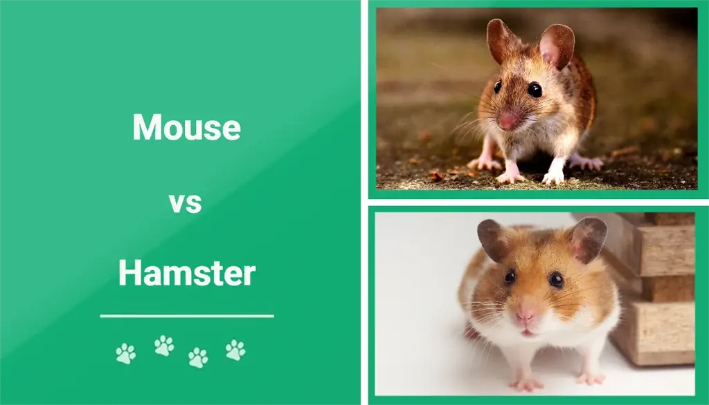 Hamster va Sichqoncha: Qaysi uy hayvonini olish kerak? (Rasmlar bilan)