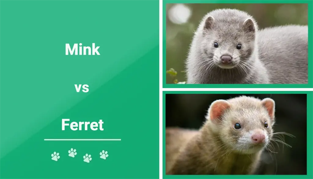 Mink vs Ferret: Apakah Perbezaannya? (Dengan Gambar)