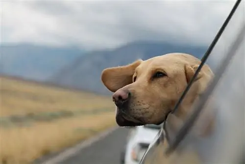 Cómo ayudar a un perro con mareos en el coche (8 consejos efectivos)