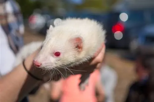 Ukweli 7 wa Kuvutia Kuhusu Albino Ferrets (Pamoja na Picha)