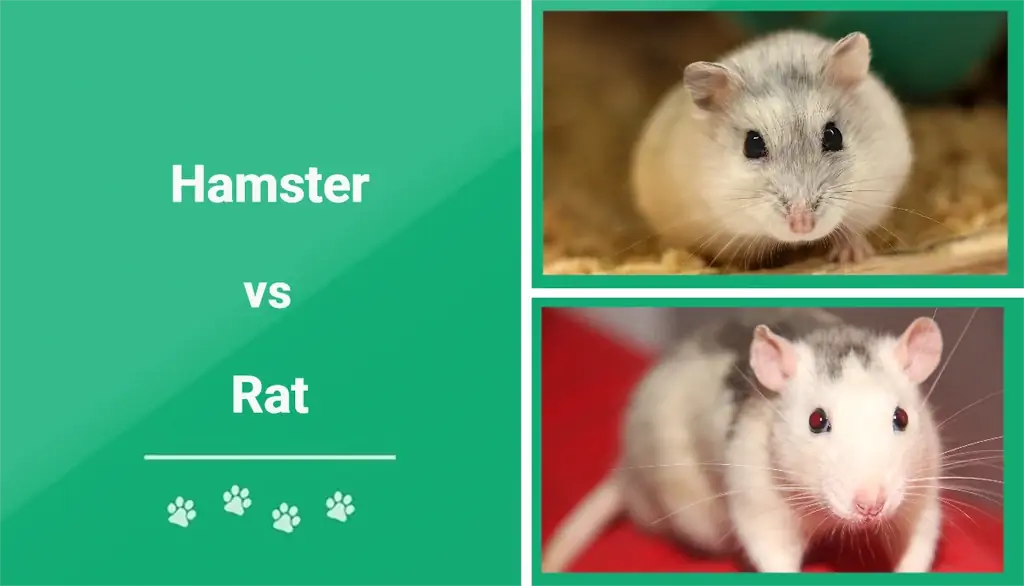ზაზუნა vs Rat: რომელი შინაური ცხოველი უნდა მიიღოთ? (სურათებით)