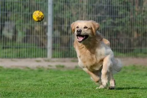 Hyper Dogs ba ang mga Golden Retriever? Mga Dahilan & Paano Sila Kontrolin