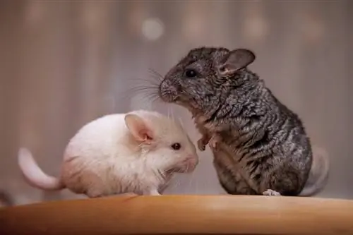 Mga Uri ng Chinchilla Breeds (May mga Larawan)