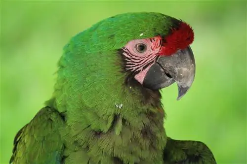 Buyuk yashil macaw: faktlar, parhez & parvarish qilish bo'yicha qo'llanma (rasmlar bilan)
