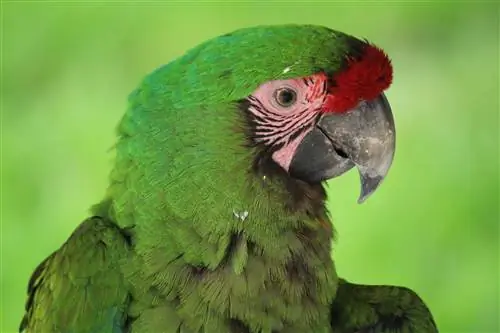 Great Green Macaw: Facts, Diet & Hướng dẫn chăm sóc (kèm Ảnh)