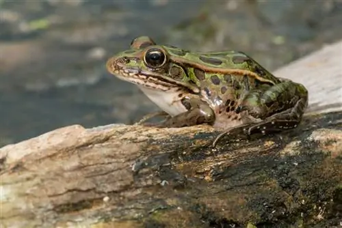 ছবি