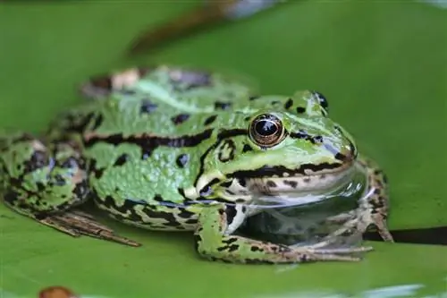 ছবি